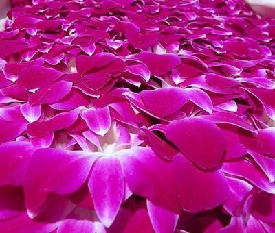 1000 Fresh Orchid Loose Blooms| Buy Hawaiian Lei