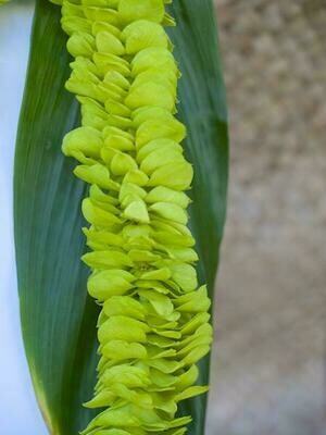 Green Fancy Indiana-style lei with layered strands