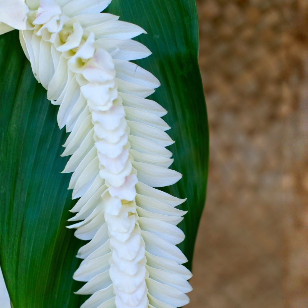 WHITE ORCHID INDIANA LEI