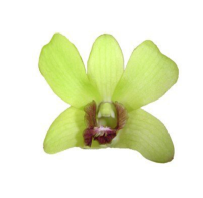 100 ORCHID LOOSE BLOOMS