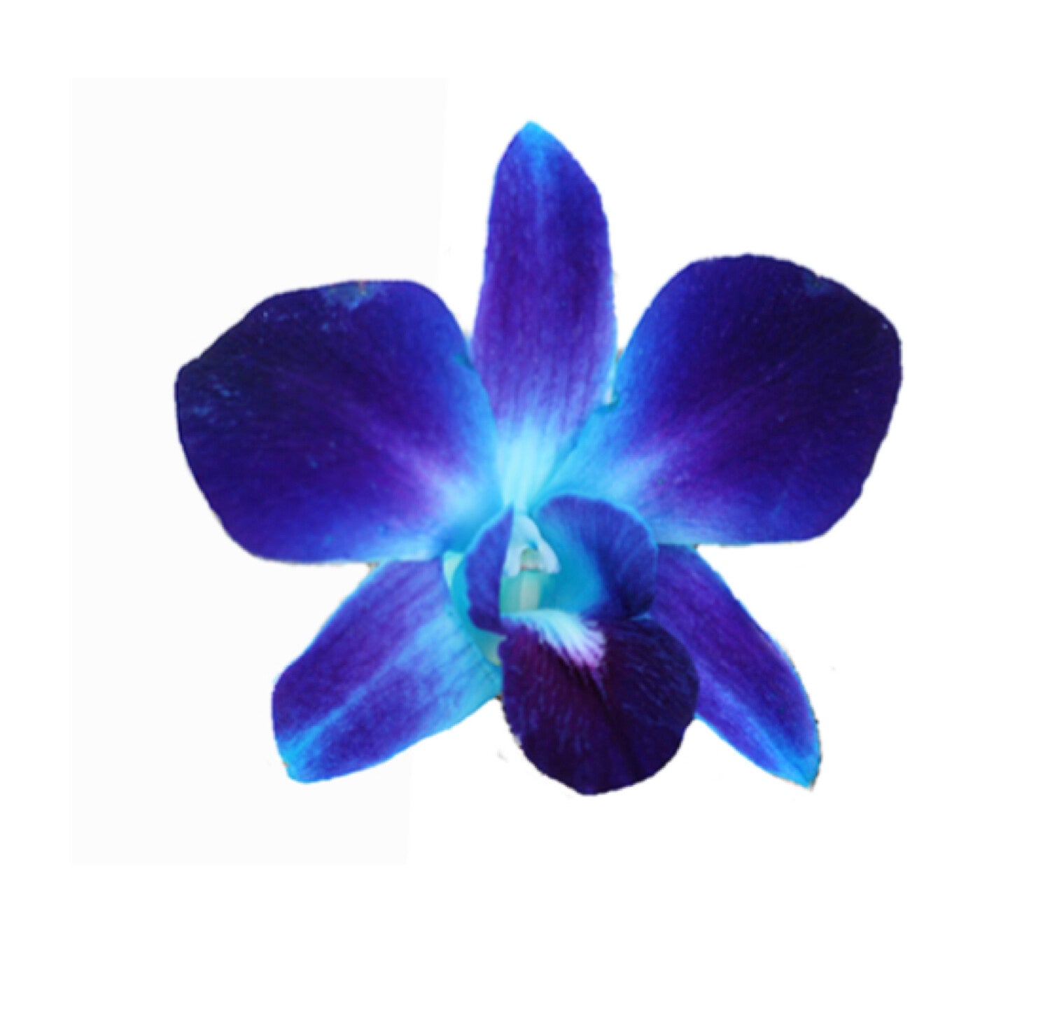 100 ORCHID LOOSE BLOOMS