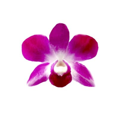 100 ORCHID LOOSE BLOOMS