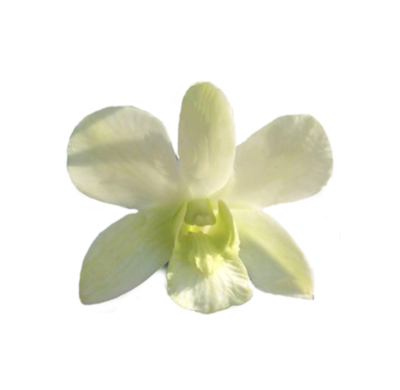 100 ORCHID LOOSE BLOOMS