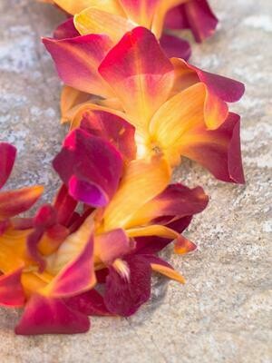 DYED ORANGE SINLGE ORCHID LEI