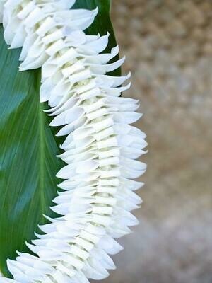 White dendrobium orchid fancy Alana lei handmade with full rounded floral insert details