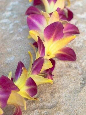 Single strand dyed orchid lei in vibrant color options
