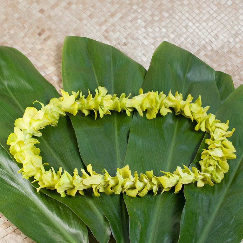 GREEN ORCHID SINGLE LEI