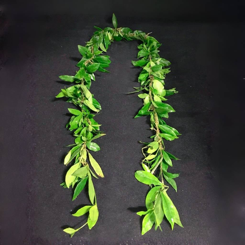 Classic Hawaiian maile lei symbolizing respect and honor