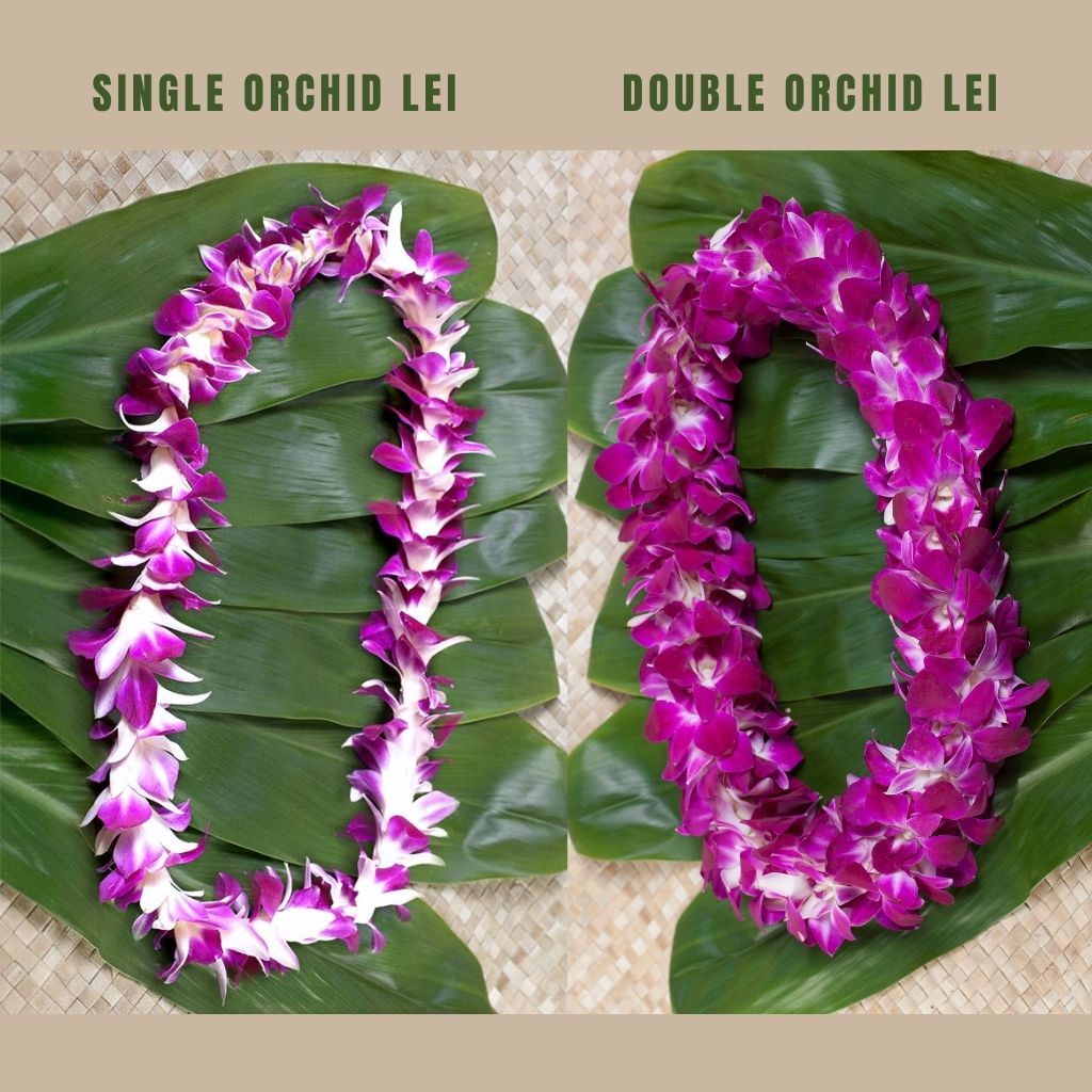 ORCHID LEI Compare &