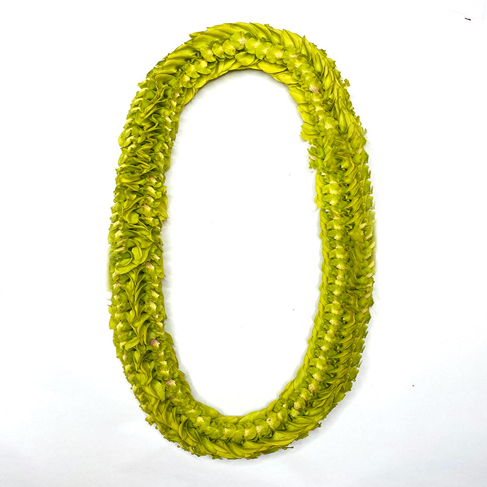 Green Fancy orchid pikki-style lei with clustered flowers