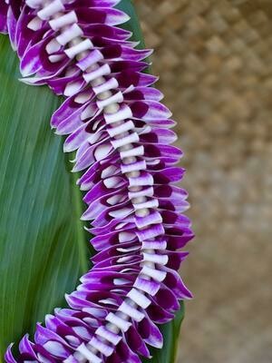 Purple orchid fancy Alana-style lei with rounded floral inserts