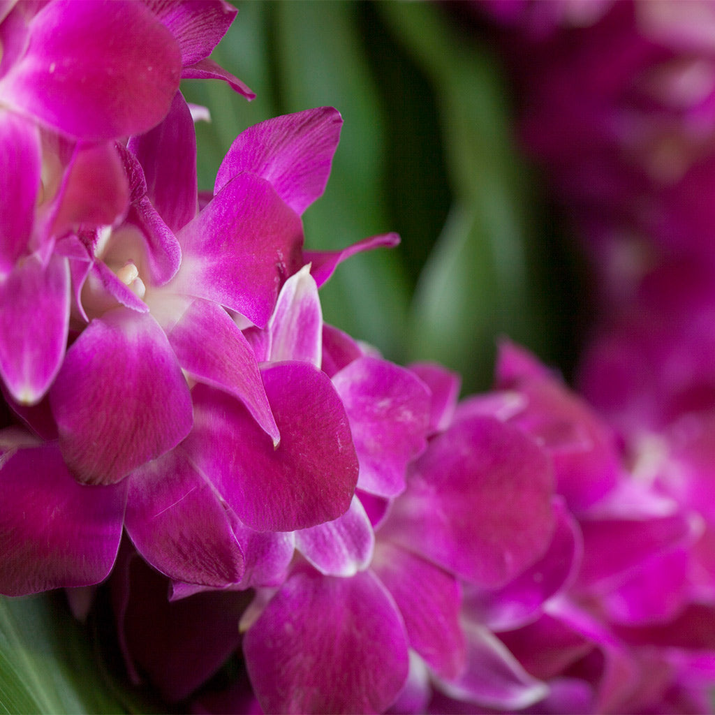 DOUBLE DYED ORCHID LEI IN 6 COLORS